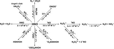 The Chemistry of HNO: Mechanisms and Reaction Kinetics